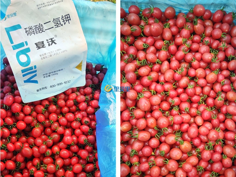 磷酸二氢钾-宴沃在圣女果上使用