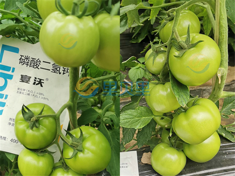 磷酸二氢钾-宴沃番茄