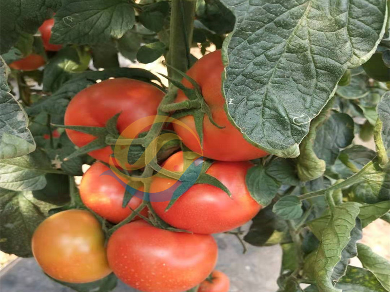 钙肥-宴沃番茄