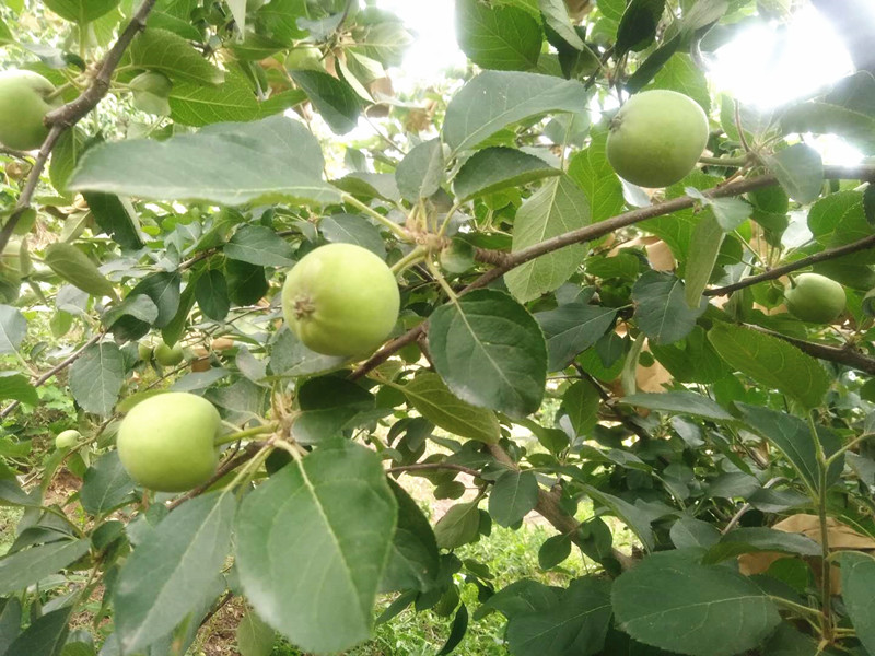 苹果施肥