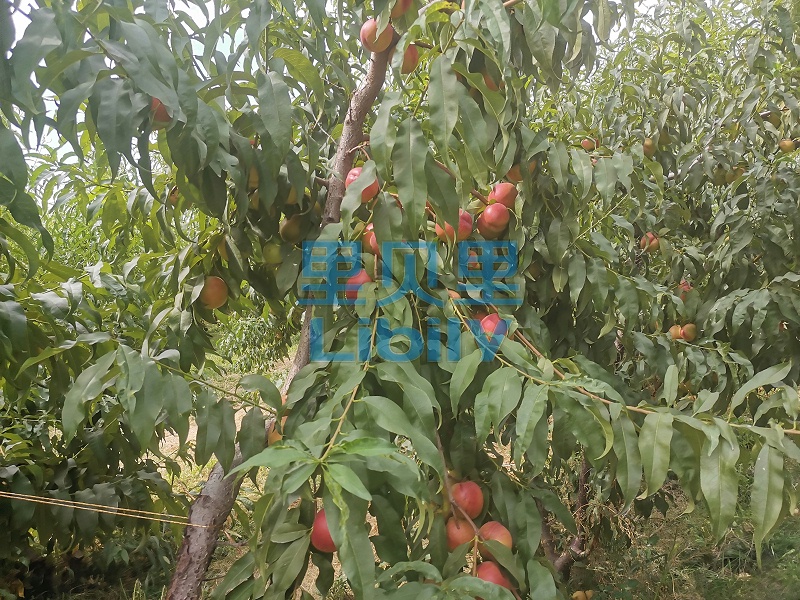 里贝里-透明_副本