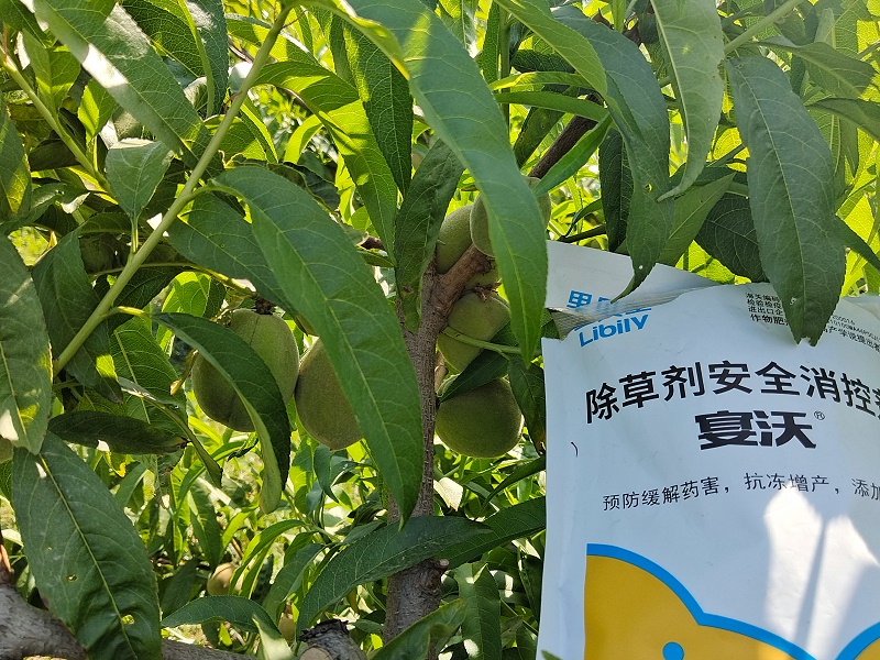 2025.5.30山东陈老板桃子磷酸二氢钾➕安全消控剂+大量元素肥坐果率高比较均匀，树势长势很好，营养充分，果型很漂亮！6张 50s；张翠华 (2)