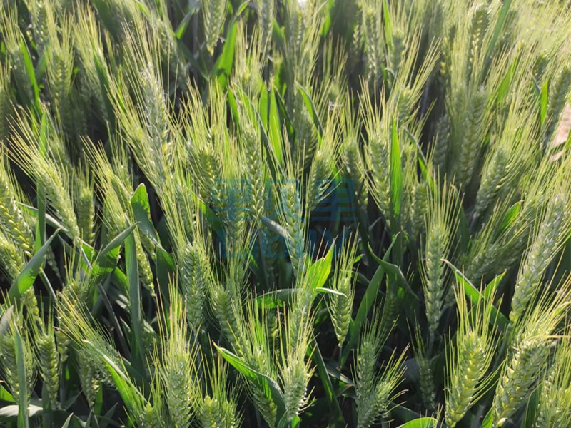 小麦打什么叶面肥增产？里贝里告诉您答案
