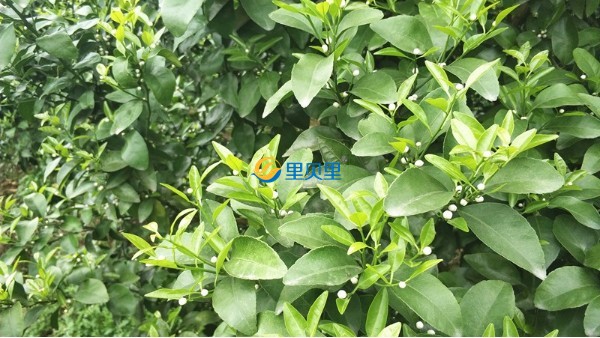 清明节后果树怎么管理？这份宝典请收好