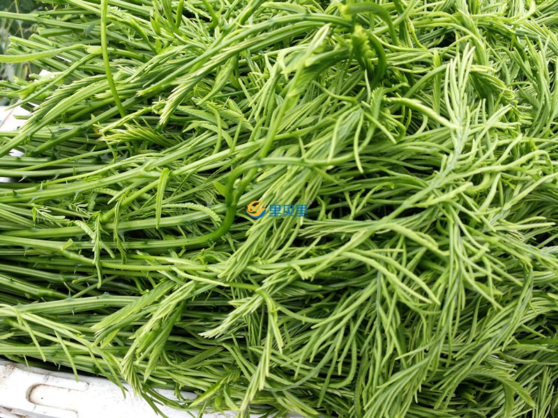 蔬菜用什么肥料好？宴沃臭菜