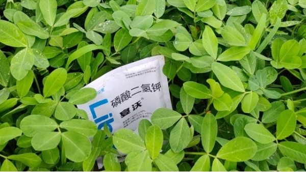 <i style='color:red'>花生膨果期用什么肥料</i>