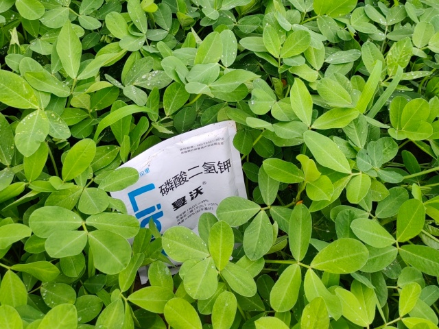 花生膨果期用什么肥料—山西张老板花生
