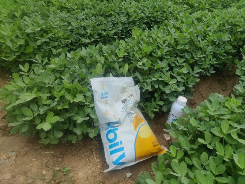 花生膨果期用什么肥料—河南张总花生