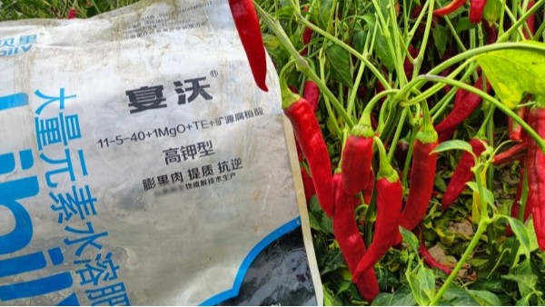 辣椒膨果期科学水肥管理，果大果匀品相好