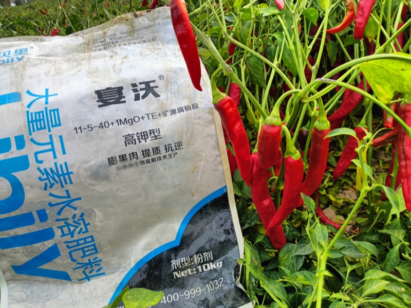辣椒膨果期—宴沃辣椒