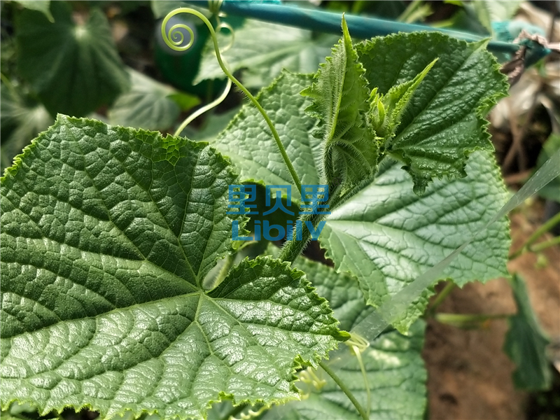 水溶肥，山东种植户一致推荐