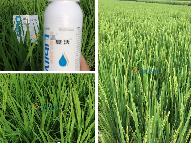 液体氮肥-宴沃水稻