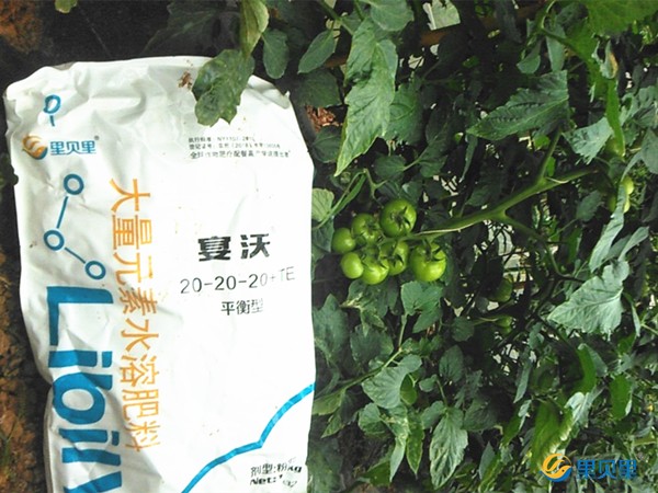 <i style='color:red'>西红柿用什么肥料</i>