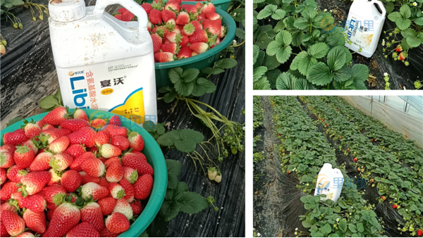 种植草莓，草莓定植管理方案