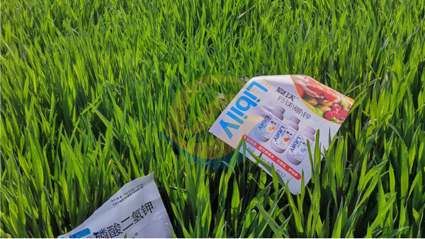 <i style='color:red'>春季小麦施肥</i>指南！一文速通