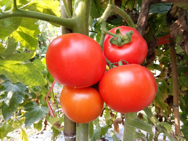 西红柿肥料用宴沃，市场部实地考察篇