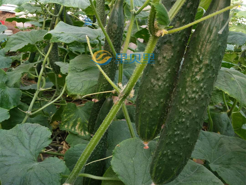 种黄瓜用什么肥料比较好-宴沃黄瓜