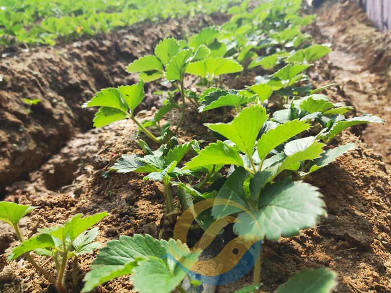 生根剂哪个牌子好？种植户说了算！