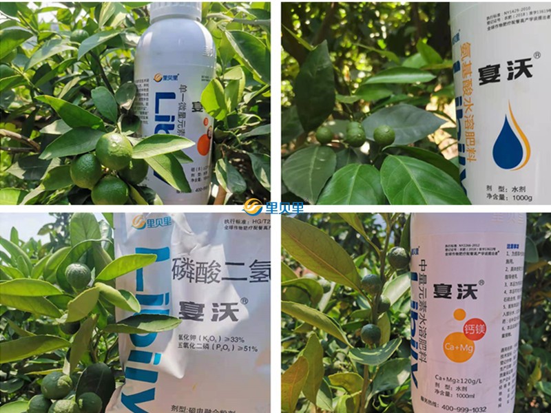 柑橘施肥用这个