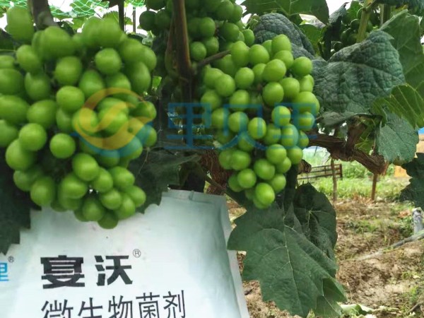 微生物菌剂-宴沃葡萄