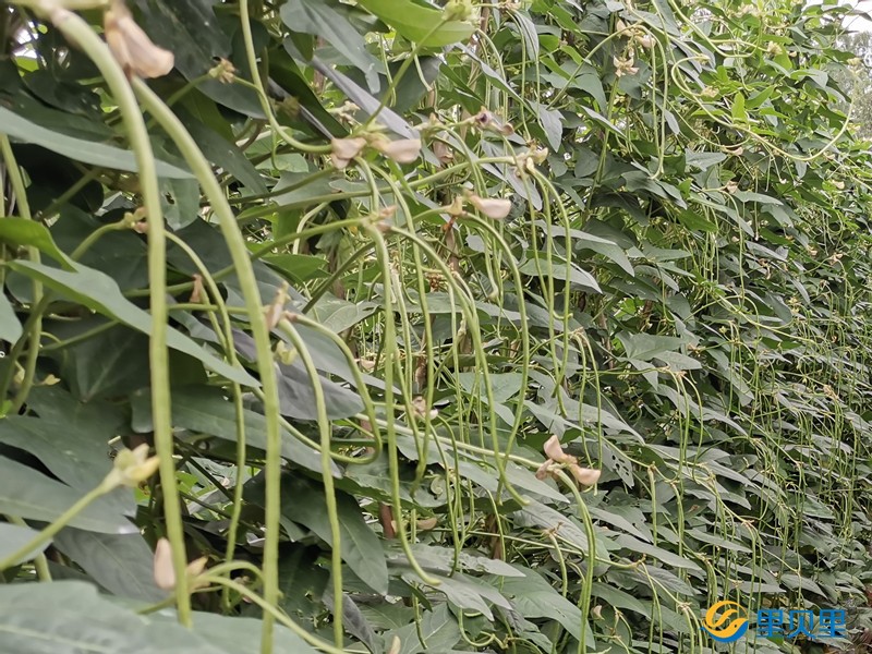 豆角冲施什么水溶肥好