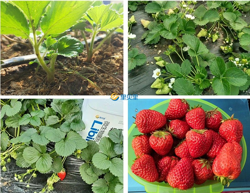 草莓用什么肥料提苗
