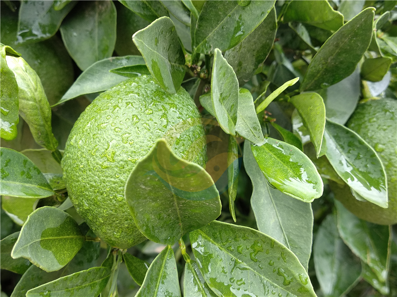 大量元素水溶肥品牌，丁总力荐宴沃