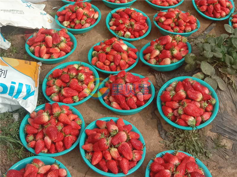 种植草莓-宴沃草莓