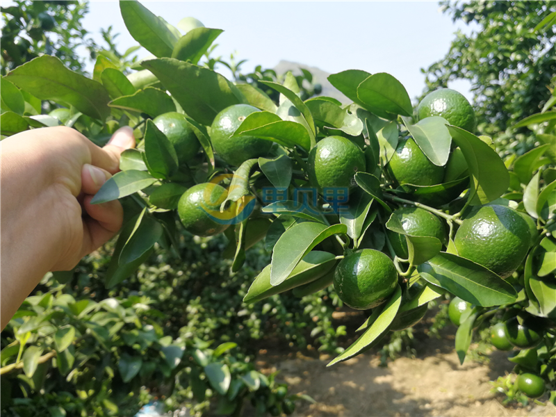 水溶肥在柑橘上效果怎样？种植户见证