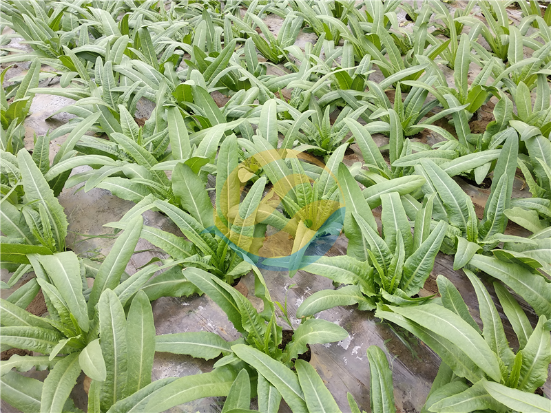 水溶肥-宴沃蔬菜