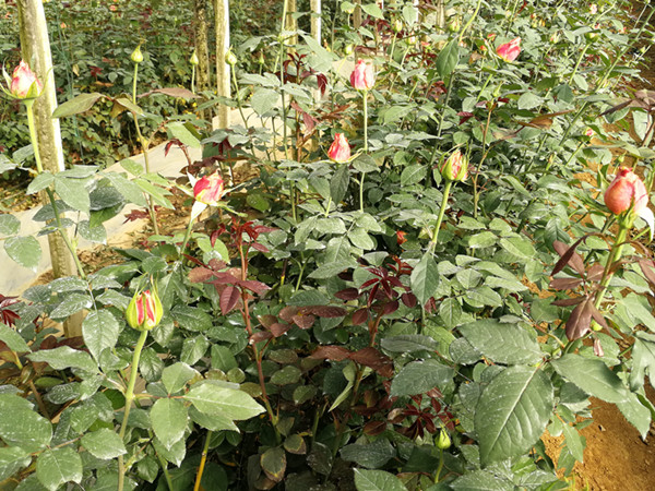 <i style='color:red'>花卉生根剂</i>，自然生根效果更好