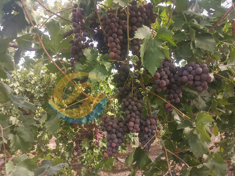 葡萄施肥的最佳时间-宴沃葡萄