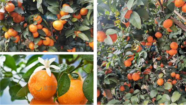 水溶肥，预防柑橘浮皮果的关键
