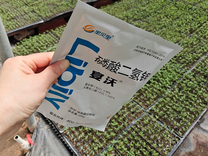辣椒水溶肥-河南辣椒苗