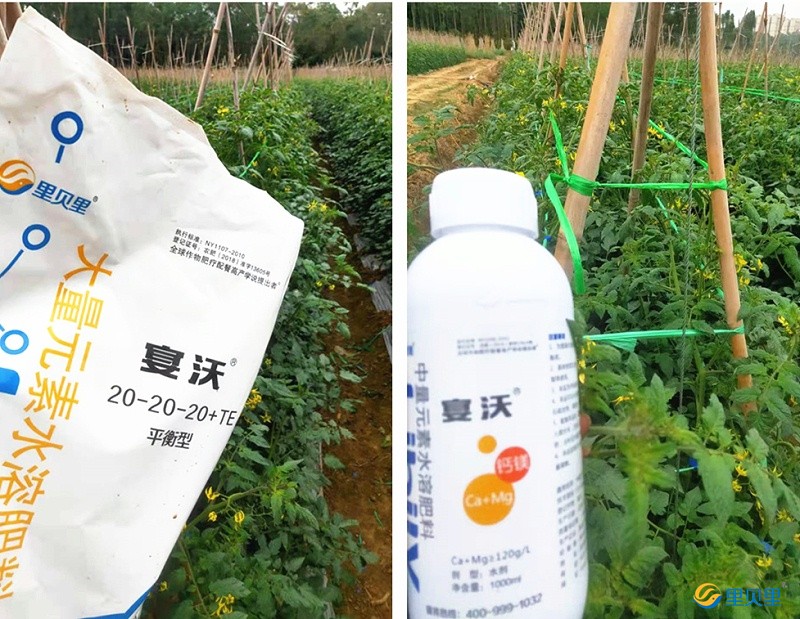 番茄施什么肥