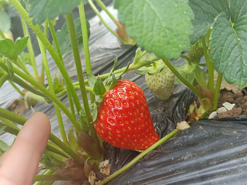 草莓水溶肥 (2)