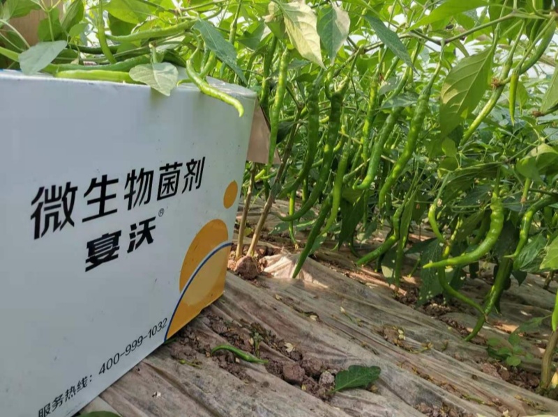 辣椒膨果期-宴沃螺丝椒