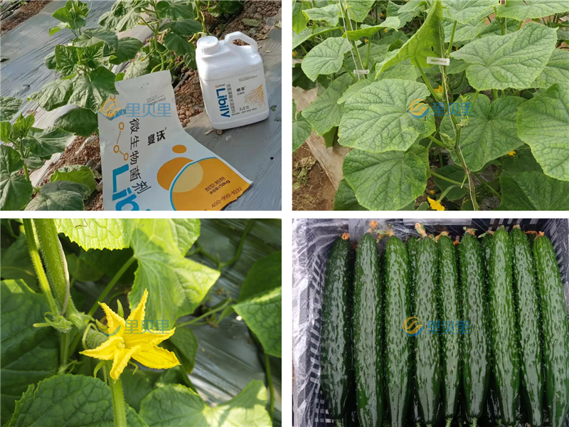 水溶肥提升黄瓜品质，种植户信赖它