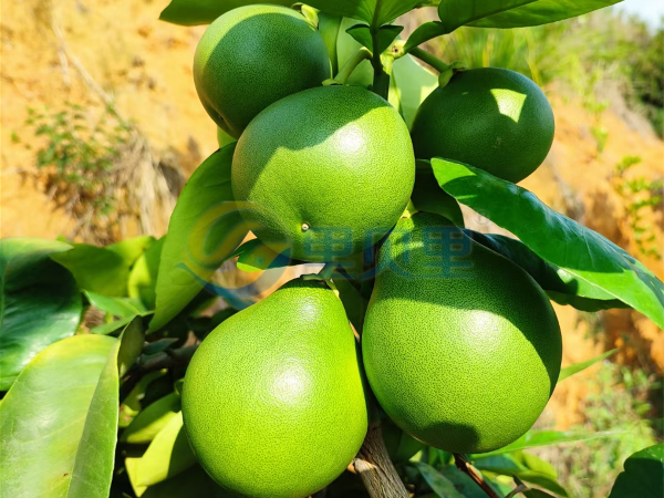 颗粒水溶肥，种植户都在用“它”