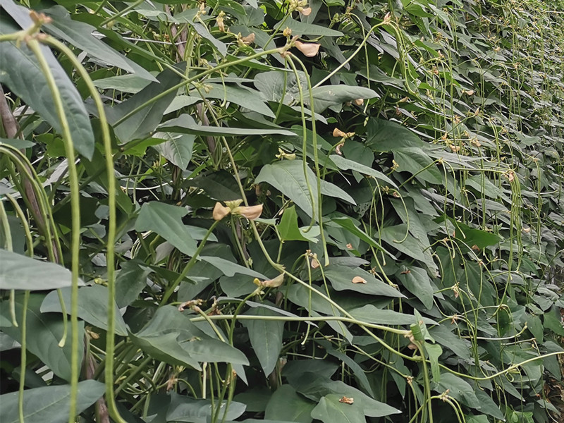豆角用什么肥料